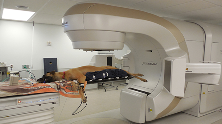 A dog with cancer is positioned for radiotherapy.