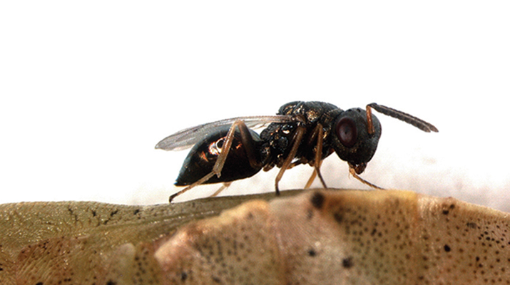 P. puparum lays its eggs in a butterfly pupa