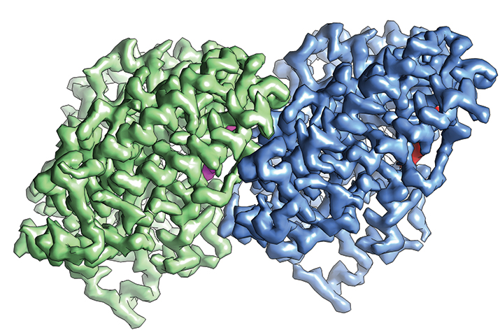 The structure α-tubulin (green) and β-tubulin (blue) determined by cryo-EM The structure α-tubulin (green) and β-tubulin (blue) determined by cryo-EM