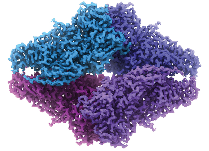 The structure of β-Galactosidase by cryo-EM. Image, which is also on the cover, is courtesy of Veronica Falconieri and Sriram Subramaniam.