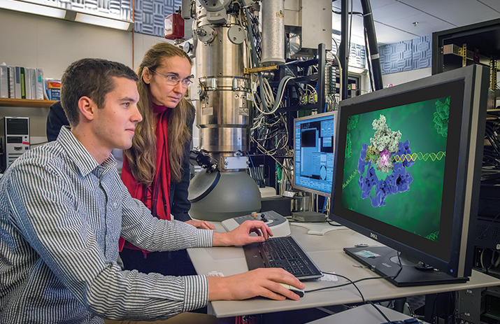 Eva Nogales and Robert Louder review a structure by cryo-EM.