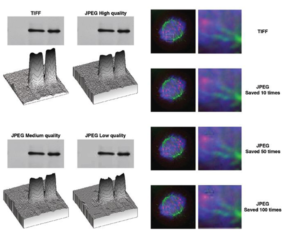 (Left) Figure 2. JPEG compression introduces artifacts (Right)Figure 3. Repeatedly saving as a JPEG introduces artifacts.