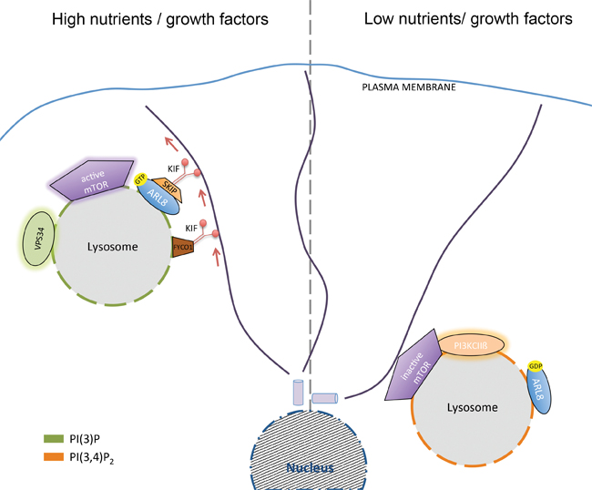 PI(4,5)P2 and Cholesterol: Synthesis, Regulation, and Functions