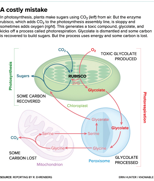 Photosynthesis