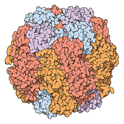 Molecular structure of rubisco