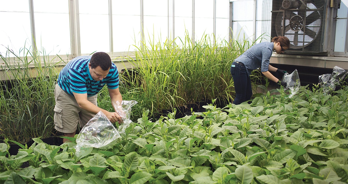 Bagging tabacco plants