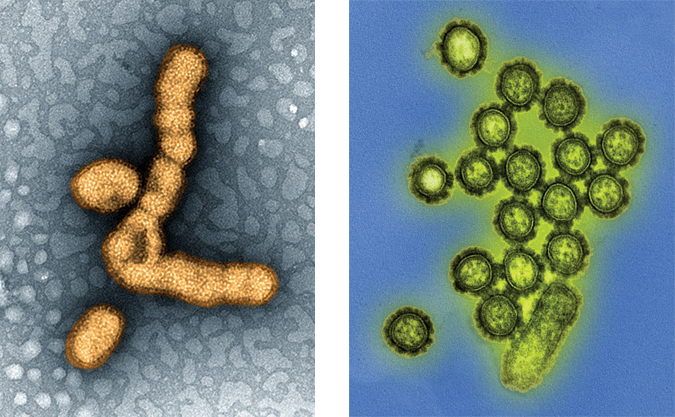 Influenza Influenza