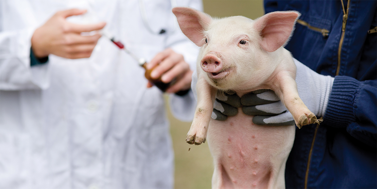Pig Pig