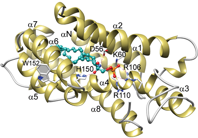 CPTP/16:0-C1P complex