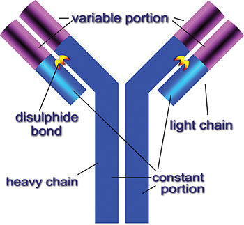 Y-shaped structure