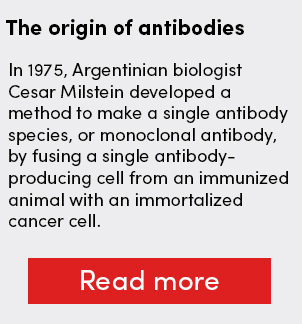 The origin of antibodies: In 1975, Argentinian biologist Cesar Milstein developed a method to make a single antibody species, or monoclonal antibody, by fusing a single antibody-producing cell from an immunized animal with an immortalized cancer cell. The origin of antibodies: In 1975, Argentinian biologist Cesar Milstein developed a method to make a single antibody species, or monoclonal antibody, by fusing a single antibody-producing cell from an immunized animal with an immortalized cancer cell.