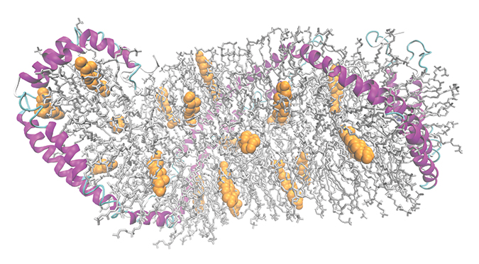 Lipoprotein particle