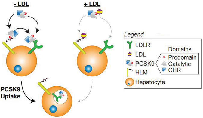 PCSK9