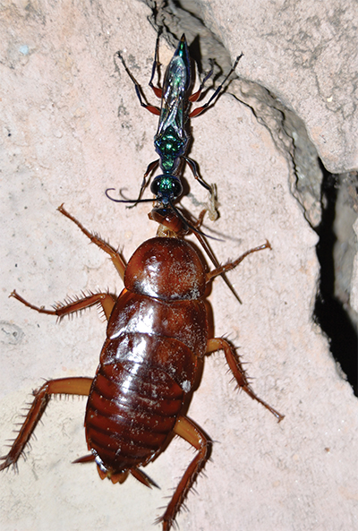 Emerald wasp drags a cockroach immobilized by the wasp’s venom