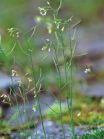 Arabidopsis thaliana, commonly known as mouse-ear cress