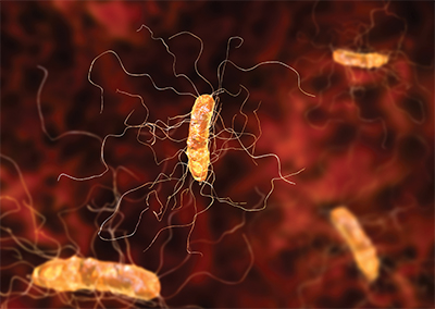 Clostridium difficile bacterium