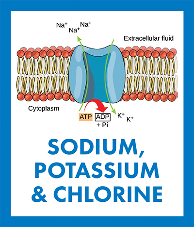 Sodium-Potassium-Chlorine