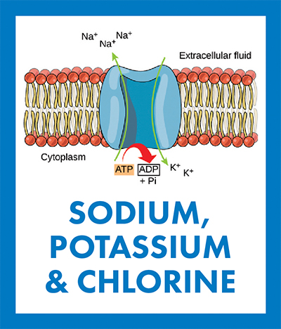 Sodium-Potassium-Chlorine Sodium-Potassium-Chlorine
