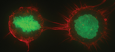 HeLa cells