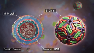 SAG Dengue virus