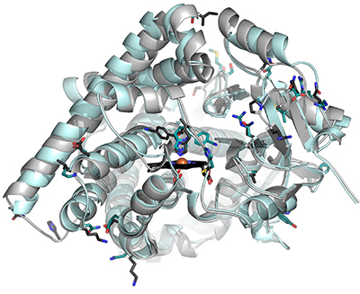 A structural comparison of CYP11B1 (cyan) and CYP11B2 (gray)