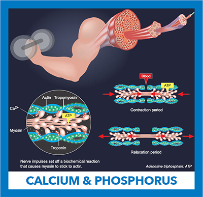 CALCIUM & PHOSPHORUS