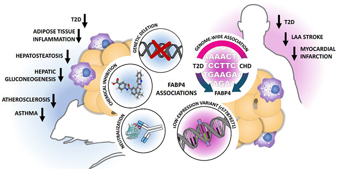 Graphical abstract Graphical abstract