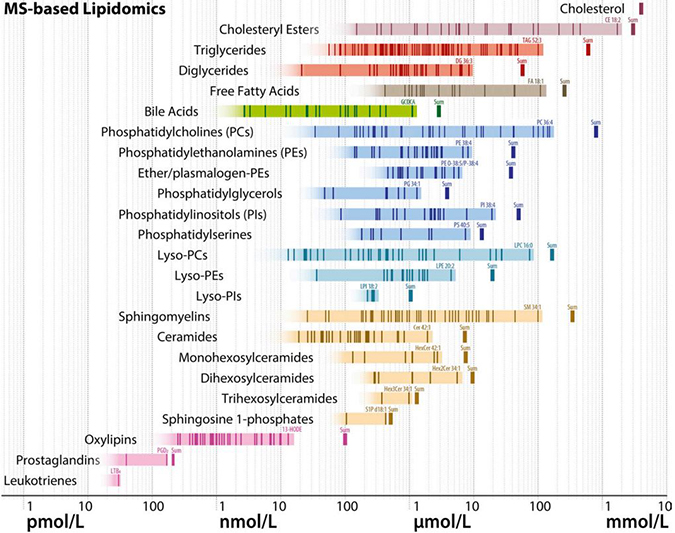 MS-based Lipidomic schematic diagram