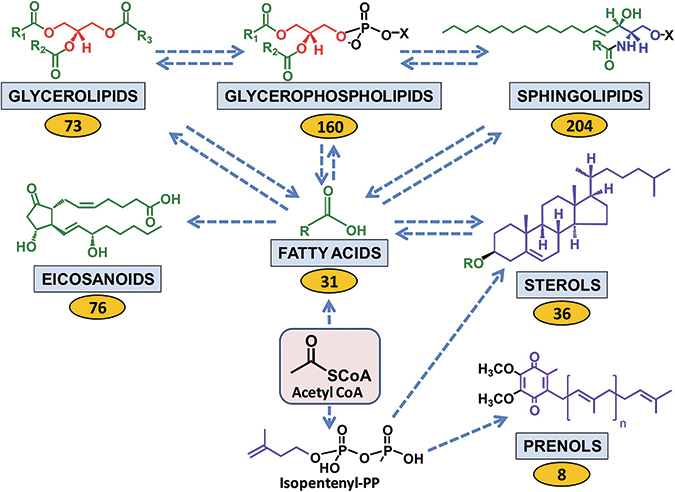 What is a lipid