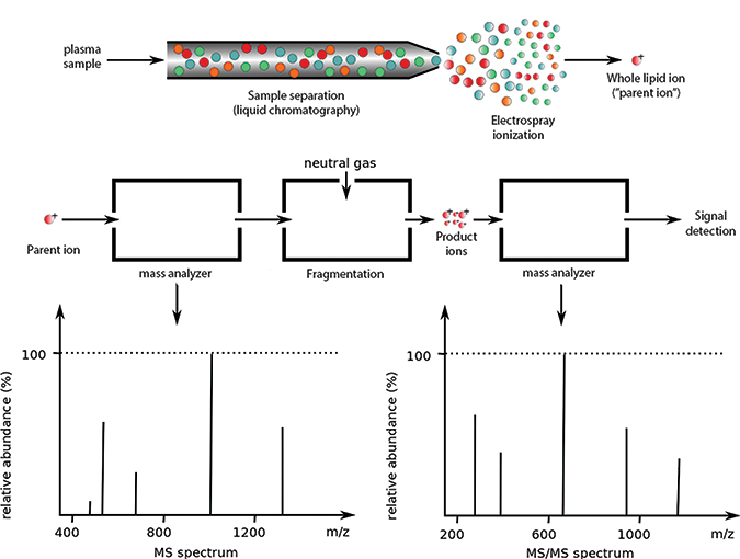 How does mass spectrometry work