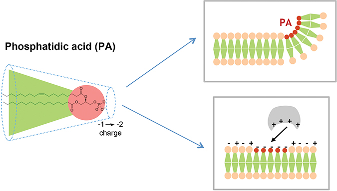 Phosphatidic acid figure Phosphatidic acid figure