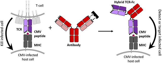 New hybrid protein