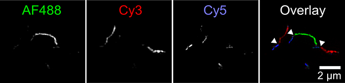 Tau proteins labeled with three fluorescent dyes
