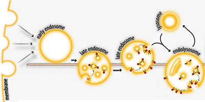 After endocytosis figure