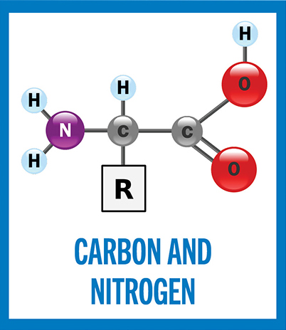 Carbon and Nitrogen