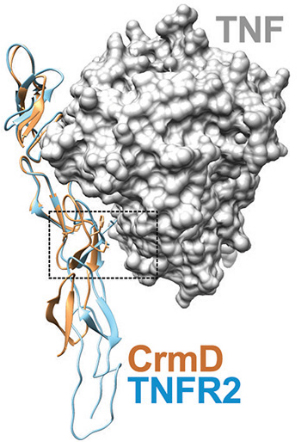 Overlaid crystallographic structures of CrmD