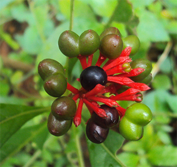 Rauwolfia serpentina