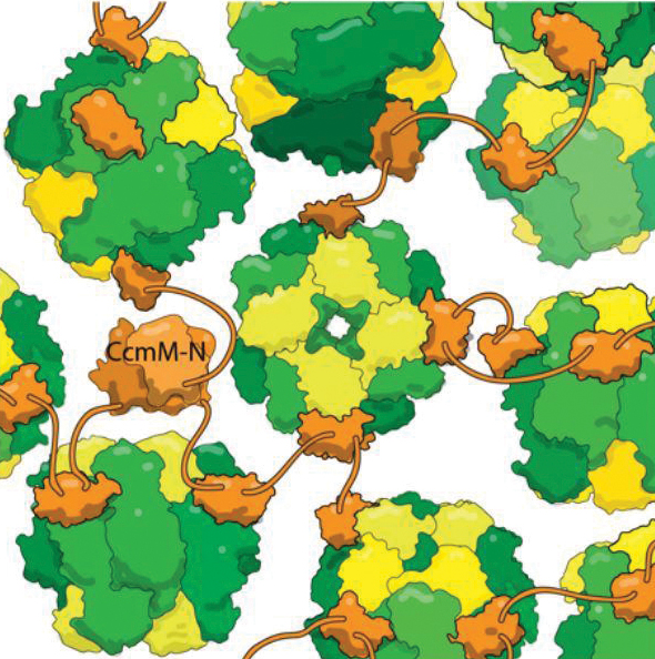 CcmM (orange) binds to RubisCO holoenzymes (yellow and green)
