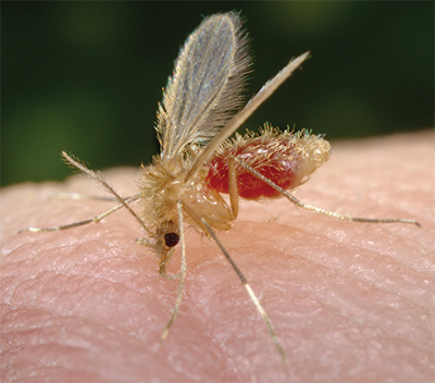 Phlebotomine sandfly