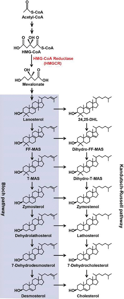 Pathway diagram