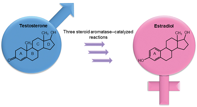 Steroid aromatase, or estrogen synthase