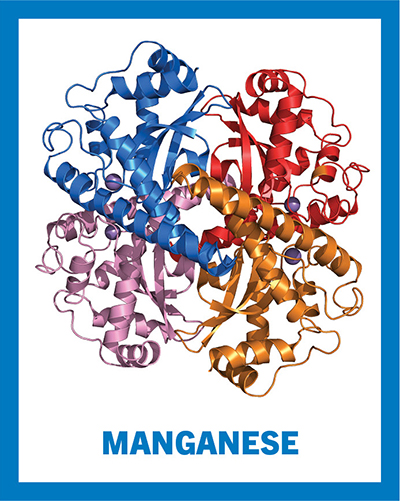 Manganese ribbon diagram Manganese ribbon diagram