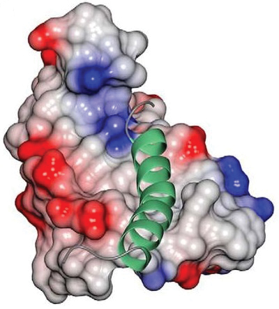 Peptide