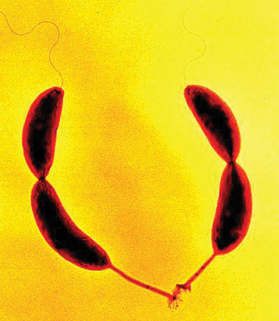Gram-negative aquatic bacterium Caulobacter crescentus