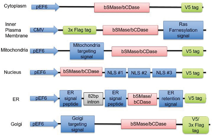 Specific cellular compartments