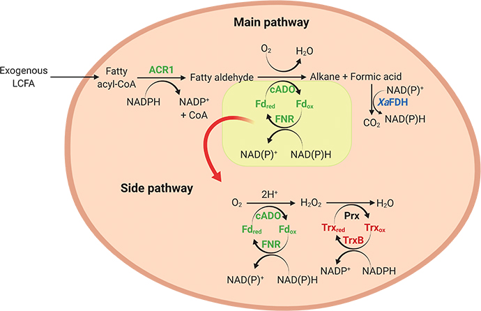 Main pathway