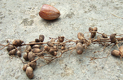 Nodules Nodules