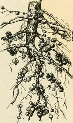 Root nodules Root nodules