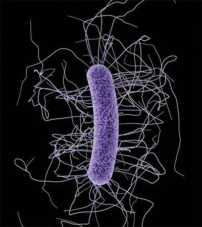 Clostridium difficile bacterium Clostridium difficile bacterium
