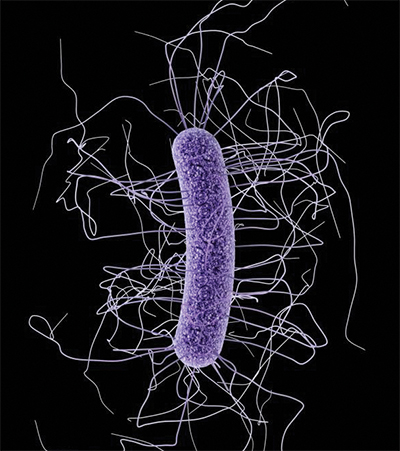 Clostridium difficile bacterium